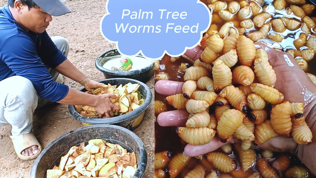Raising palm tree worms, and prepare to be the parents of worms.