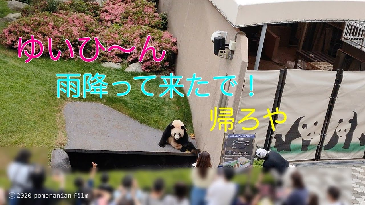 (Panda видео) [6.JUN.'20✨Yuihin 🎀] "Yuihin, идет дождь домой! Давай!" /