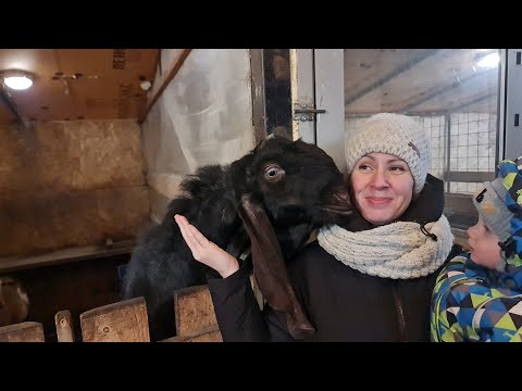 Много животных. Таштагол. Семья Фетистовых