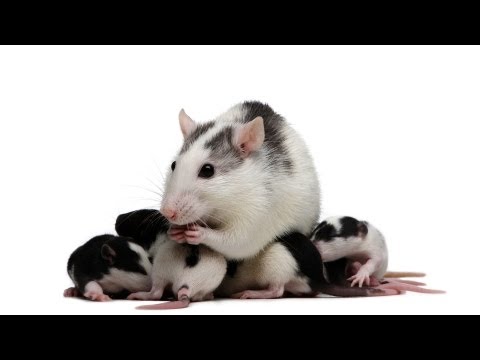 How to Care for a Pregnant Rat | Pet Rats