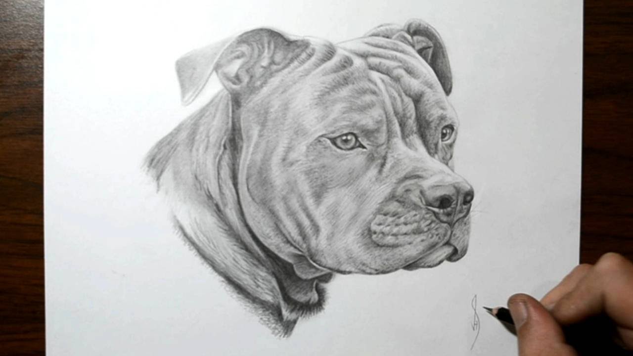 Download How To Draw A Dog Pit Bull Youtube