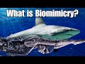 Biomimicry Examples: 10 Amazing Examples of Biomimicry