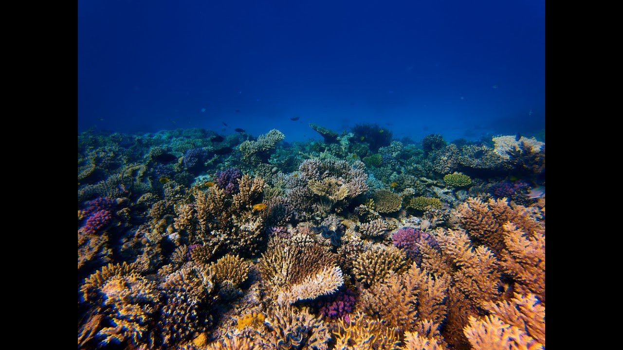 Discover the Deep: Scuba Dive with Tropical Fish in Stunning Coral Gardens! (HD/4K)