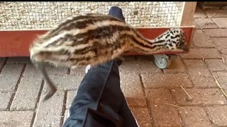 Emu chicks Floki and Echo’s jump play