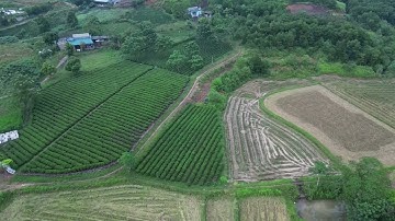 Đồi chè Tân Cương Thái Nguyên @ngoctienbds