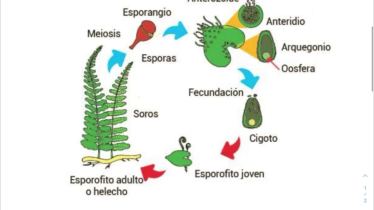 Ciclo de vida de un helecho - YouTube