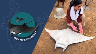 Famous Help Save India's Manta and Devil Rays I India Mobulid Project I Manta Trust Wealth