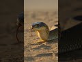 The ultimate desert showdown: Snake vs Scorpion #wildlife #battle #shorts