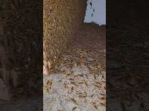 مشروع جد مربح وبأقل تكلفة تربية العقارب وإستحلاب سمها