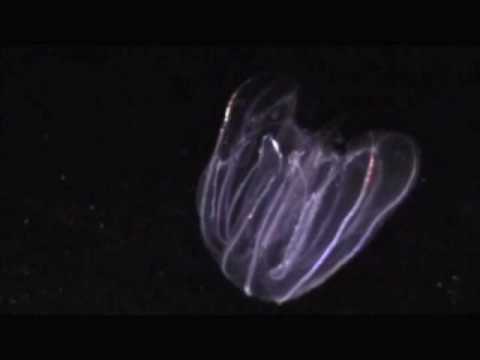 Lobate Ctenophore in Bocas del Toro