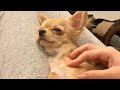 飼い主が帰ってこなくて泣いちゃう子犬