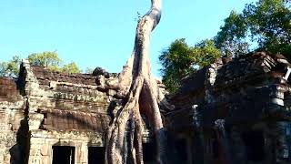 Angkor Wat Complex, Ta Prohm Temple, Siem Reap, Cambodia, January 2026