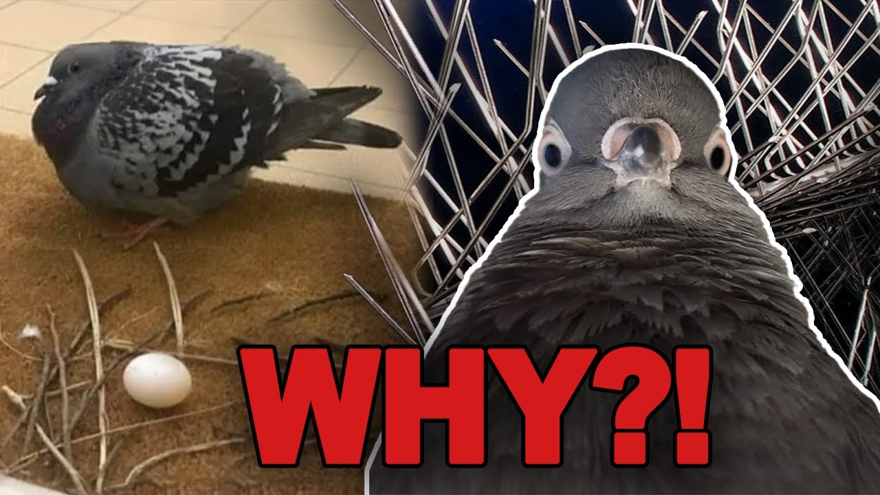 The TRUTH About Pigeon Nests