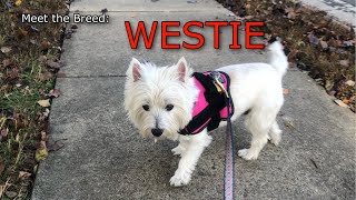 Meet the Breed: West Highland White Terrier
