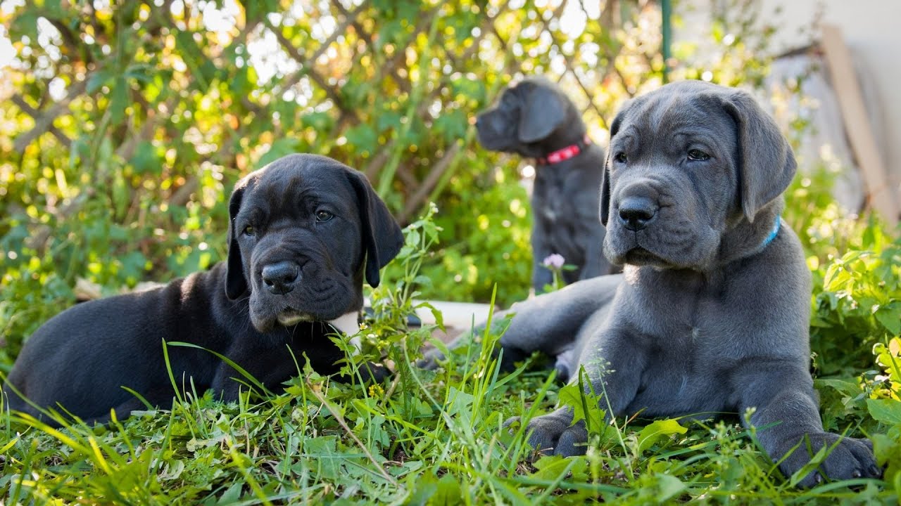 Are Great Danes Good Off Leash? YouTube