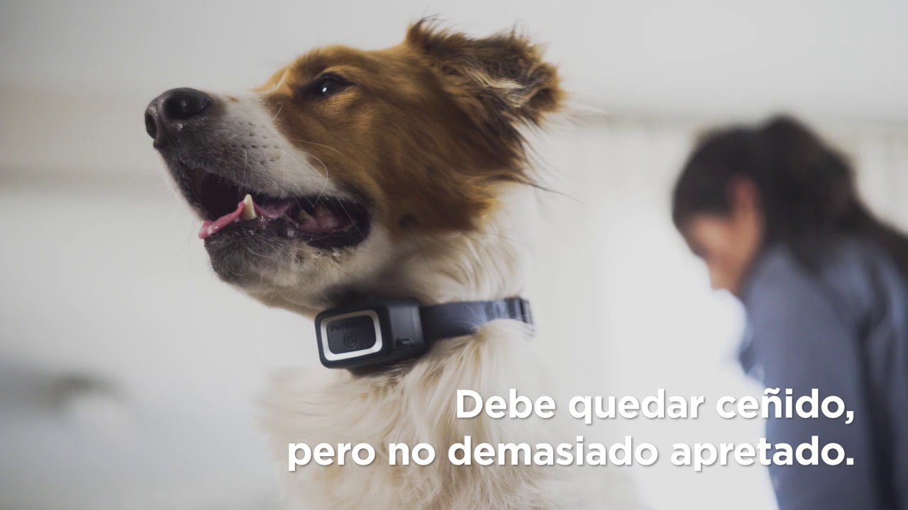 Cómo utilizar los collares antiladridos con espray y de adiestramiento PetSafe® - YouTube