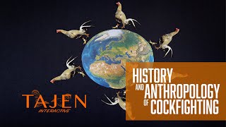HISTORY AND ANTHROPOLOGY OF BALINESE COCKFIGHTING