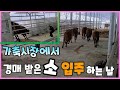 경매장에서 송아지 경매 받아서 입주하는 날!!!