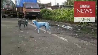 インドで青い犬相次ぐ　愛護団体が見つけたのは…
