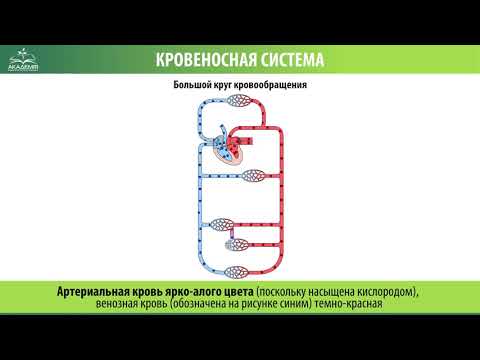 Кровеносная система