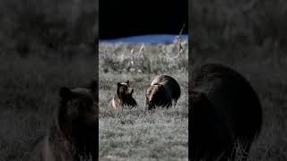 Grizzly Bear 399 &amp; cub-Photography-Jackson/Grand Tetons/Yellowstone/#shorts #wildlife #best #bear