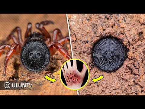 Video: Labah-labah Yang Paling Berbahaya Di Dunia