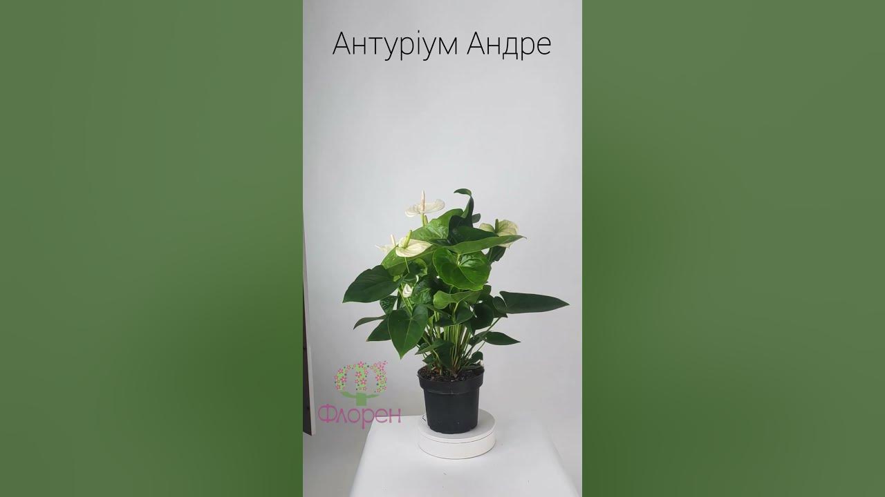 Антуріум Андре білий - YouTube