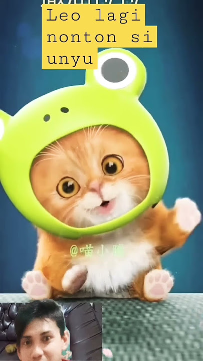 kucing japan konnichiwa sayonara ,kucing lucu 😊