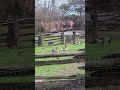 goose are sitting down relaxing on the farm toronto canada apr 2026