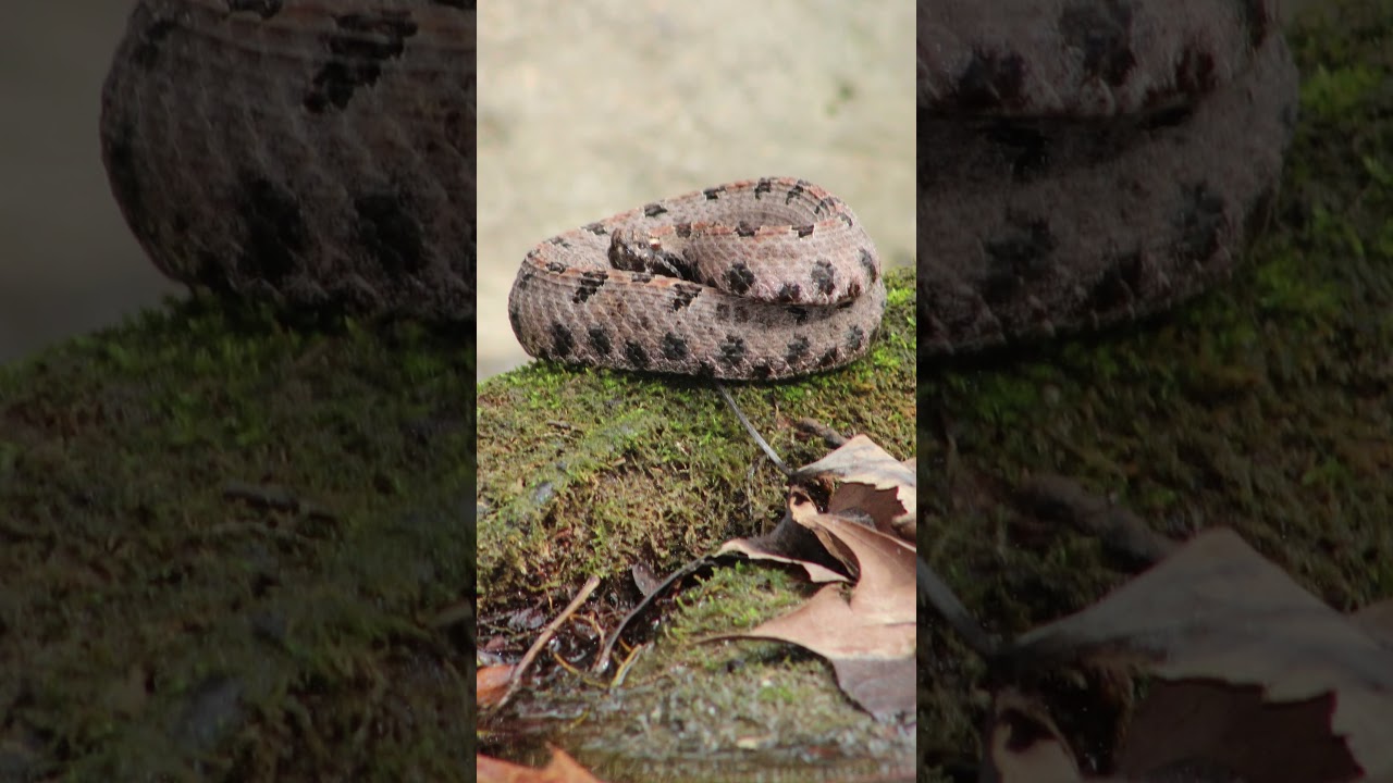 Venomous Pygmy Rattlesnake Photography