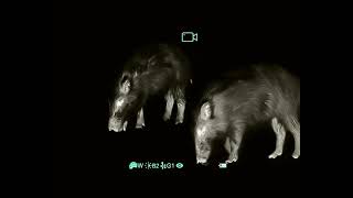 Infiray Ch50 W Image Quality Test Wild Boar At 20M 02