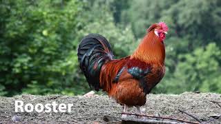 Rooster Sounds @SoundWizard