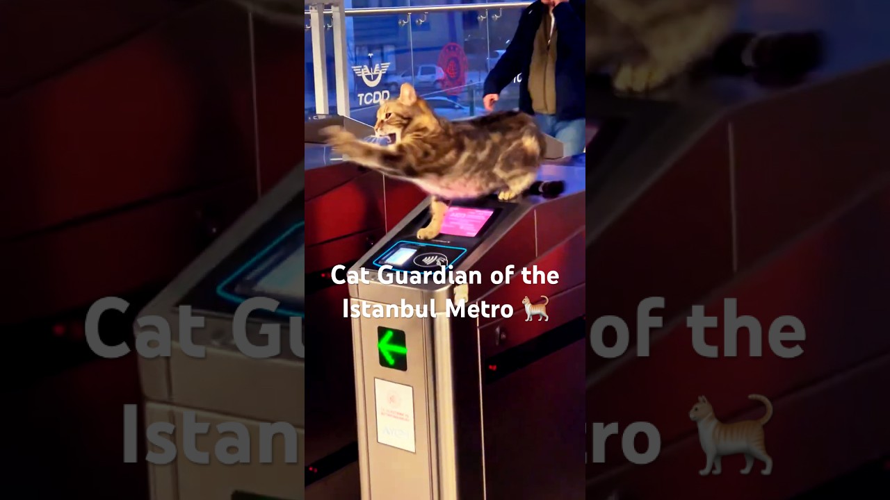Cat Guardian of the Istanbul Metro 