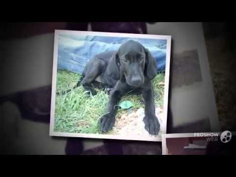 Video: Great Pyrenees