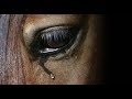 What About Us  ||  Tribute To Abused Horses