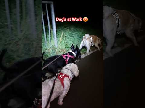 Terrier Doggies at Work ๐