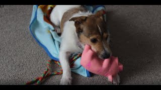 Crazy funny dog and his pig!