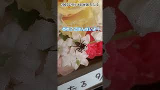 謎の攻防戦 #jumpingspider #アダンソンハエトリグモ #インテリアハエトリグモ