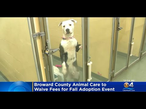 Broward County Animal Care To Waive Adoption Fees This Weekend - YouTube