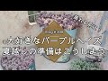 【Vlog308】【多肉植物】蒸れる前に！パープルヘイズ