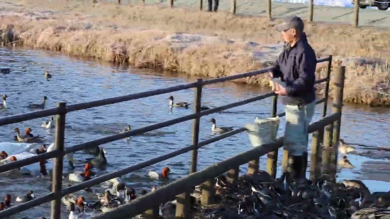 食パンを食べるオオハクチョウ