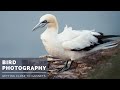 Bird Photography Gannets | I Can't Believe How Close I Got!