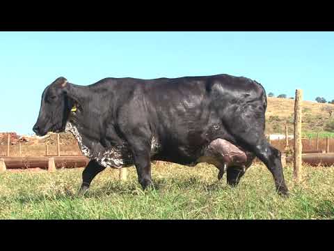 LOTE 4   7886AW   FAZENDA DIAMANTE   DIA 22 DE MAIO   14HS   REMATEWEB PLUS