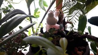 Vinheta  - A floresta lá de casa