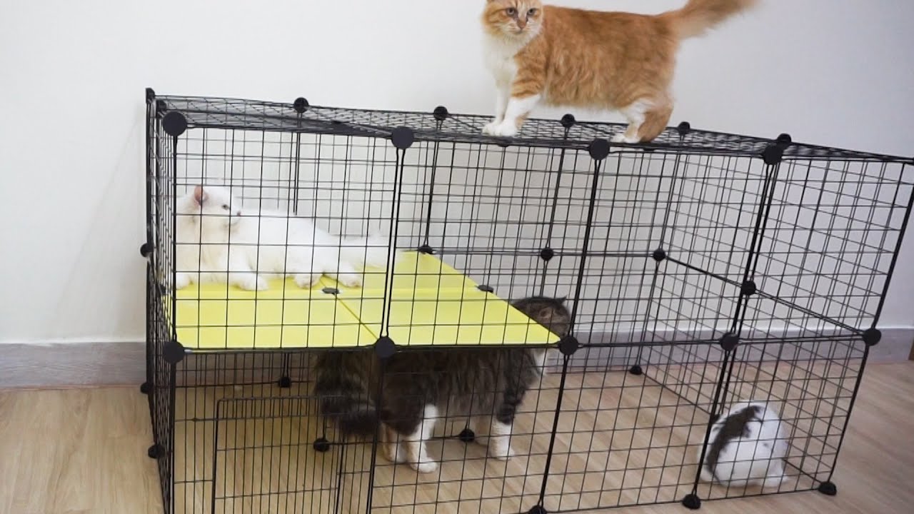 How To Make A Cat House In Just 5 Minutes YouTube