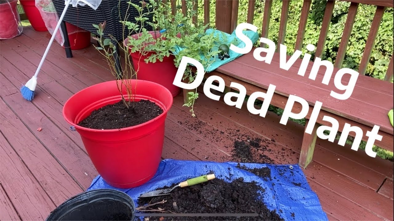 How To Revive A Dying Blueberry Plant? New Update Why Is My Blueberry Bush Dying