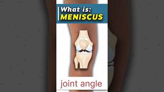 What Is Meniscus