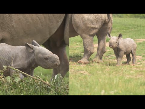 Video: Pet Scoop: câine supraviețuiește după ce a mâncat 16 stânci, pe cale de dispariție Rhino negru Născut la Zoo Atlanta