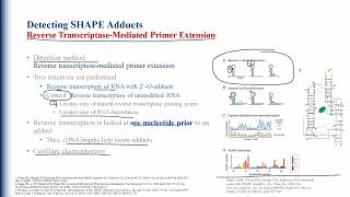 Selective 2' Hydroxyl Acylation Analyzed By Primer Extension (SHAPE)