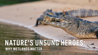 Nature's Unsung Heroes: Why Wetlands Matter